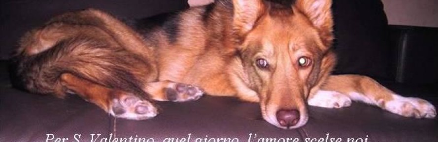 antonella's couverture