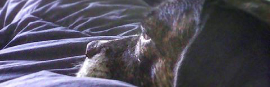 Diana Cassandra Meloni's cover