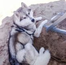 Immagine del profilo di Balto Blazer