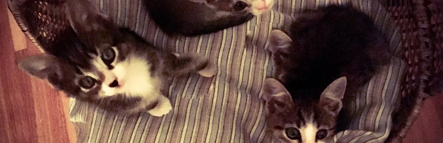 Cover di MarcyNinaSimone