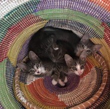 Immagine del profilo di MarcyNinaSimone