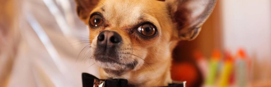 Pocho IacobucciCantiello's cover
