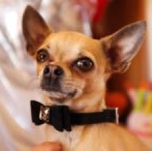 Avatar de Pocho IacobucciCantiello