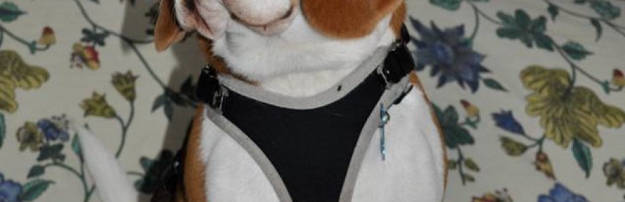 Cover di Spartaco Beagle