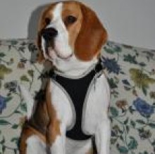 Spartaco Beagle's avatar