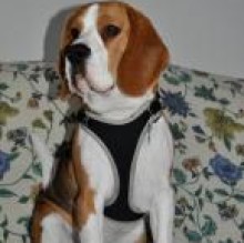 Immagine del profilo di Spartaco Beagle