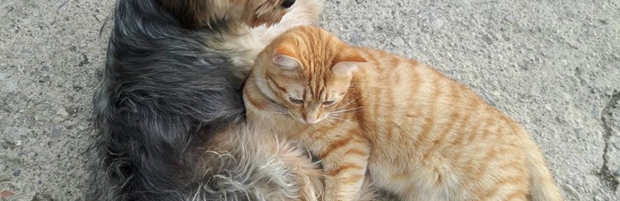 Antonella Riviello's couverture