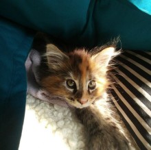 Immagine del profilo di Kiara