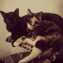 Immagine del profilo di MieziCaylie94