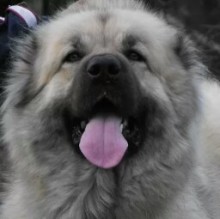 Immagine del profilo di Thya C