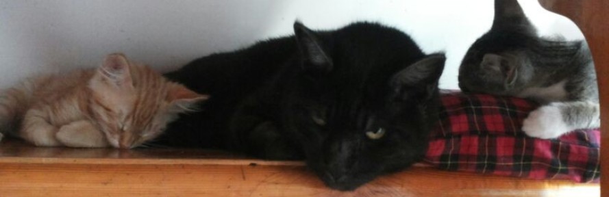 Cover di Paws.of.cat