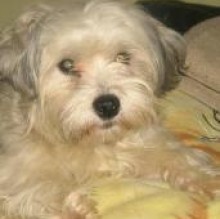 Immagine del profilo di Chicca Tripodina