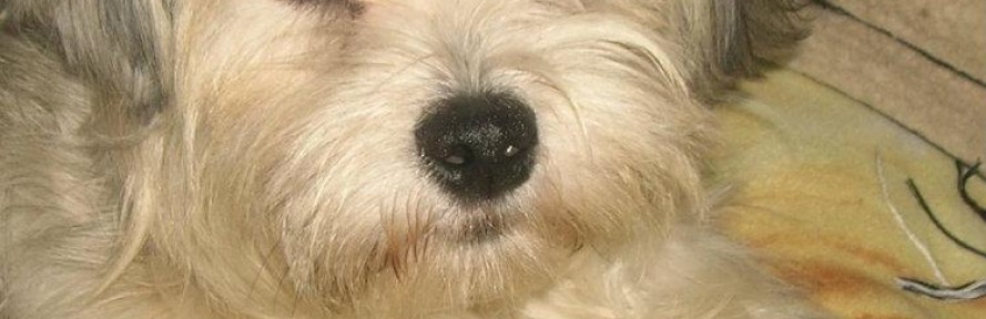 Cover di Chicca Tripodina