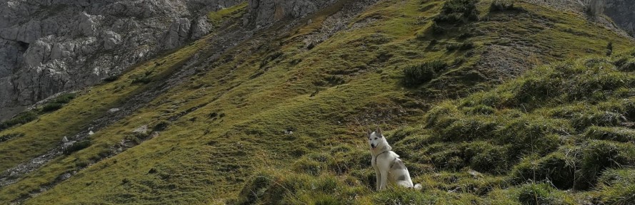 Cover di Vanessa Daschek