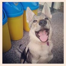 Avatar de Athena dellaDahlia