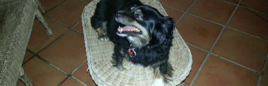 PALLINA MIUCCIO's cover