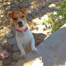 Ambrajackrusselpalermo Abbate's avatar