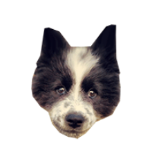 sirius's avatar