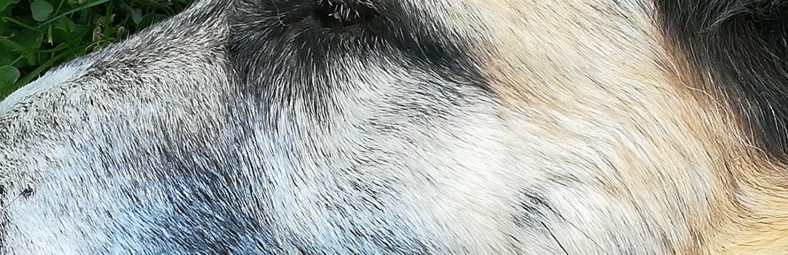 Cover di Massimo Toscano