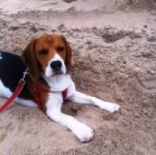 Immagine del profilo di BeagleEttore Landolfi