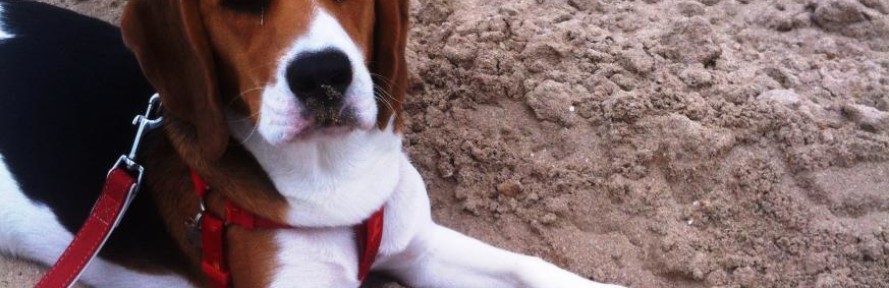 Cover di BeagleEttore Landolfi