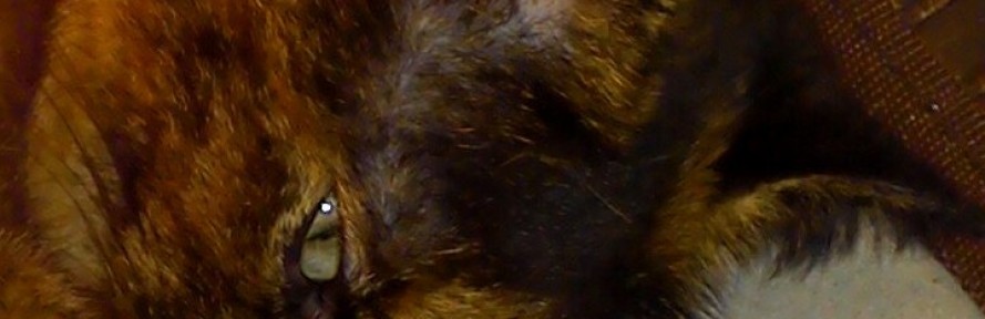 Magda  Calzolari 's couverture