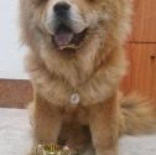 Immagine del profilo di Daisychowchow