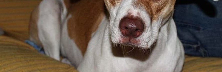 Nicola Martinelli's cover