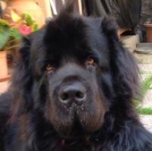 Nerone barone's avatar
