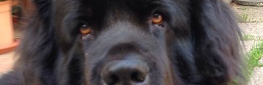 Nerone barone's couverture