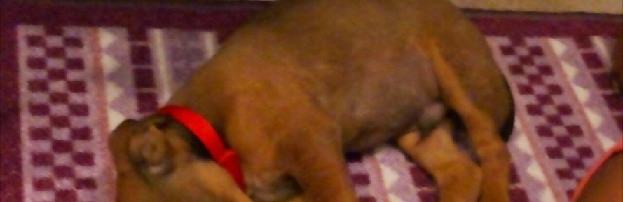 Eusebia Dall'Agata's couverture