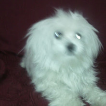 Micole Bellocchio's avatar