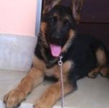 Immagine del profilo di ZEUS FRAU
