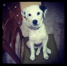 Simba Curiale's Avatar