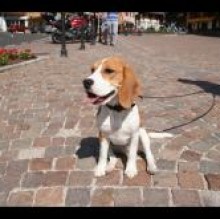 Immagine del profilo di Kira Beagle