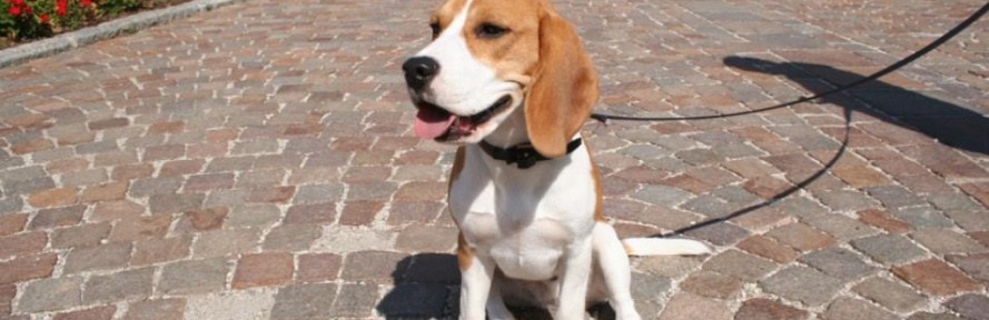 Cover di Kira Beagle