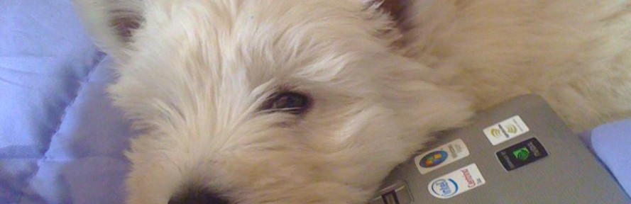 muffin's couverture