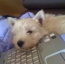 muffin's avatar