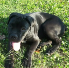 ares macoppi's avatar