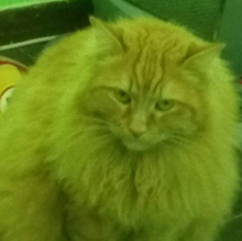 Immagine del profilo di oki