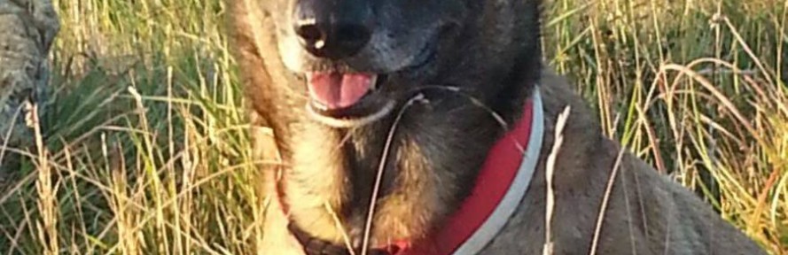 Chermalinois's couverture