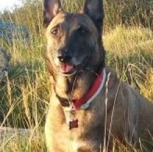 Chermalinois's avatar