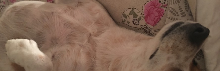 Cover di Cinzia Veronese