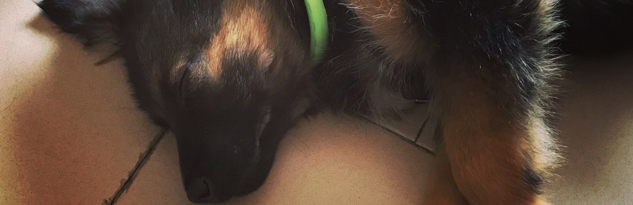 Cover di Dante Maffei