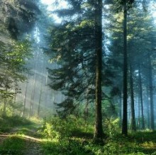 Charlie Murphy's avatar