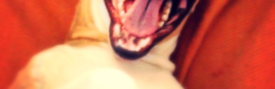 Leakryrosy's cover