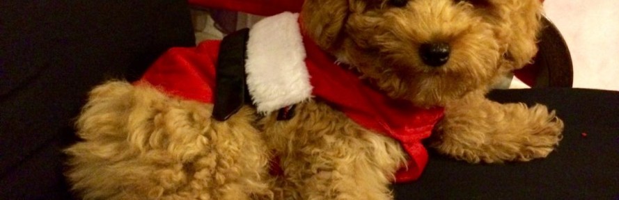 Cover di fozzie