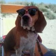 Immagine del profilo di buddybeagle