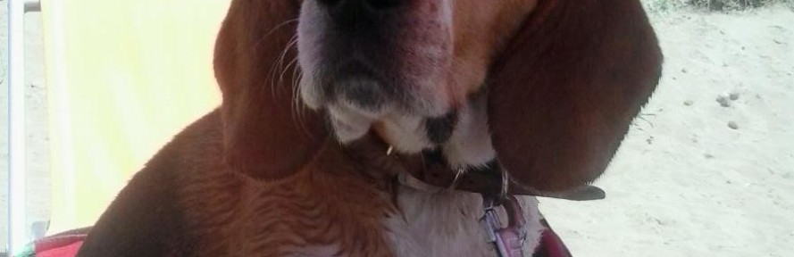 Cover di buddybeagle