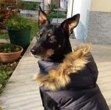 SuperGolia's avatar